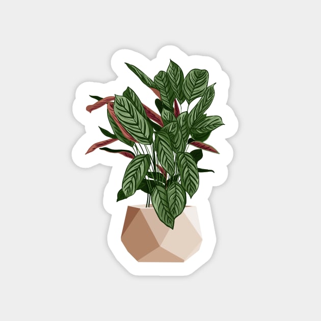 Calathea Freddie Plant Sticker by gusstvaraonica